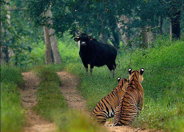 Bhadra wildlife sanctuary