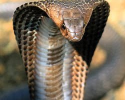 King Cobra