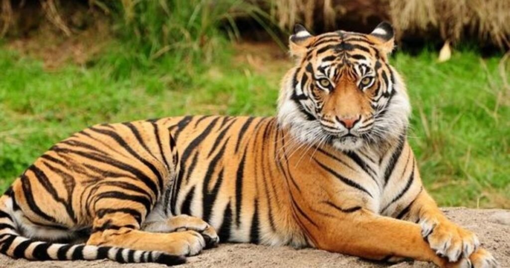 International Tiger Day