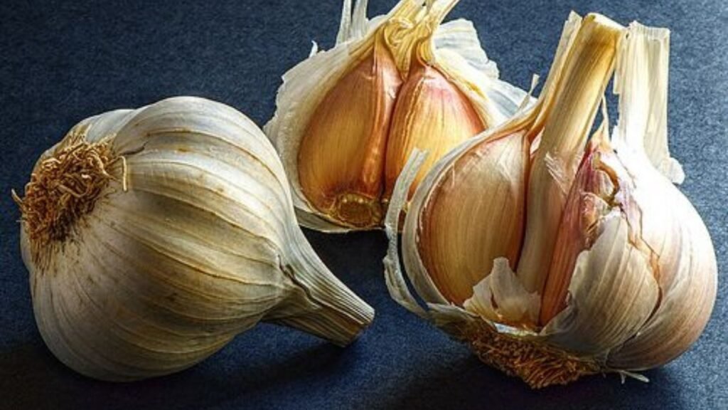 Garlic